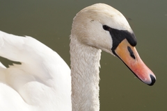 Cygnus olor