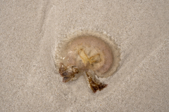 Pseudorhiza haeckeli