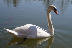 Cygnus olor