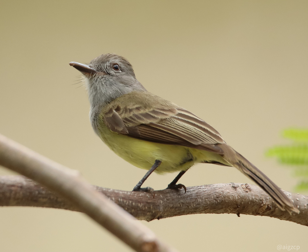 Panama Flycatcher (Myiarchus panamensis) photo