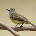 Panama Flycatcher - Photo (c) Aitor, some rights reserved (CC BY), uploaded by Aitor