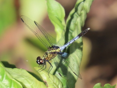 Erythrodiplax basalis