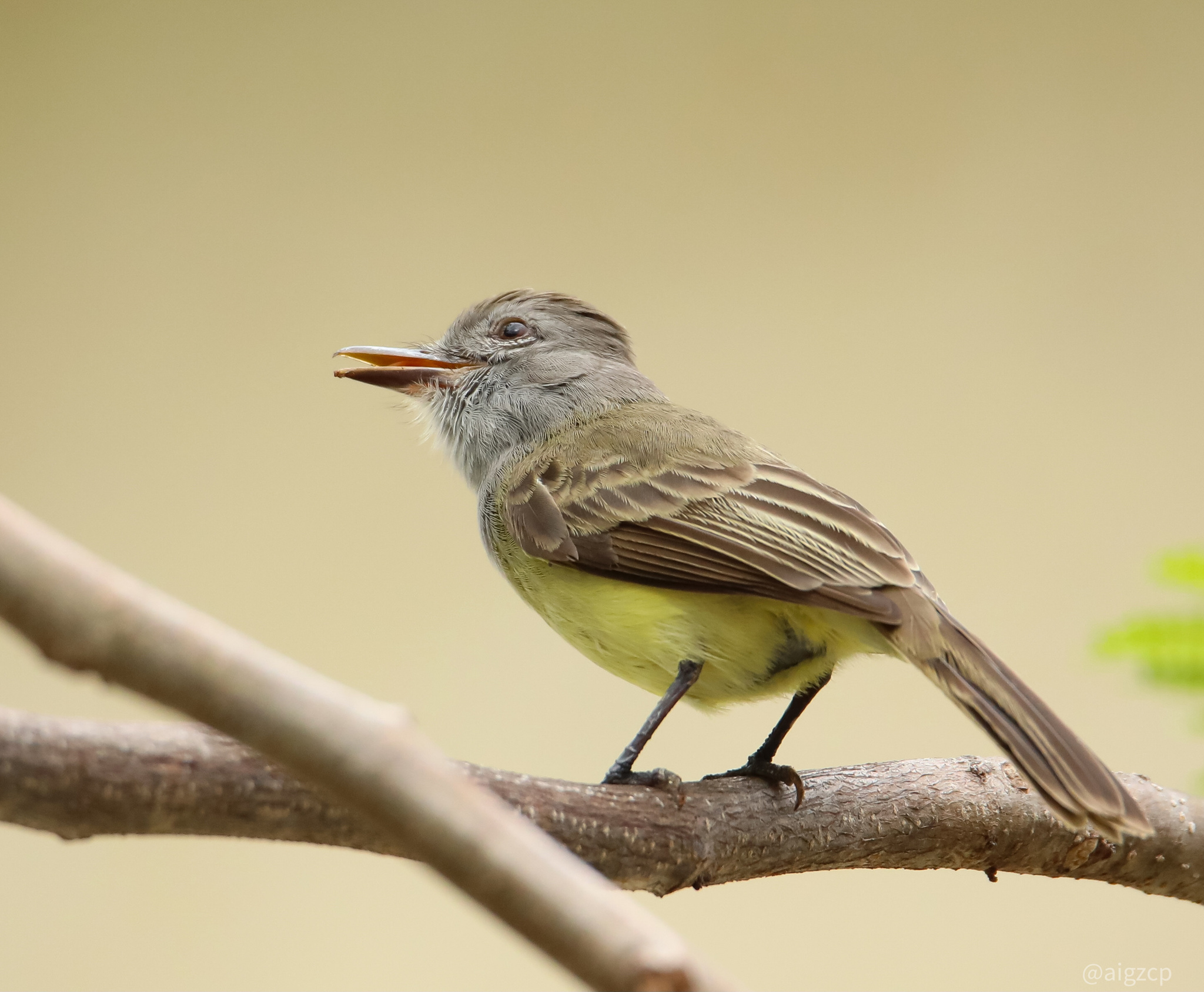 Panama Flycatcher (Myiarchus panamensis)