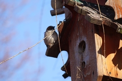 Passer domesticus
