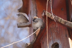 Passer domesticus