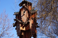 Passer domesticus