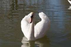 Cygnus olor