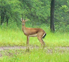 Gazella bennettii