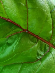 Psyllobora picta