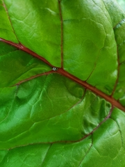 Psyllobora picta