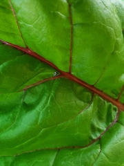 Psyllobora picta