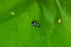 Psyllobora picta