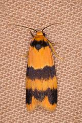 Stenoscaptia venusta