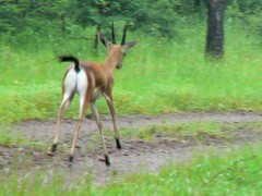 Gazella bennettii