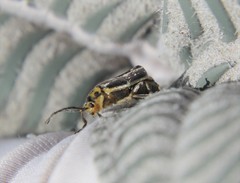 Trirhabda luteocincta