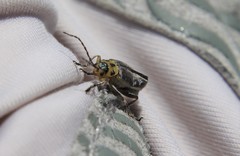 Trirhabda luteocincta