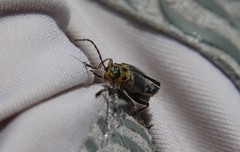 Trirhabda luteocincta