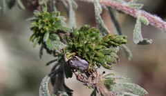 Trirhabda luteocincta