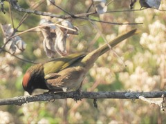 Pipilo maculatus × ocai