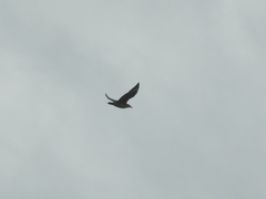 Stercorarius chilensis