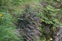 Polystichum oculatum