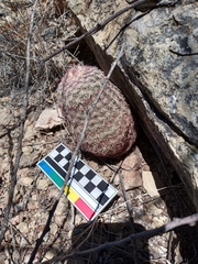 Echinocereus pectinatus rutowiorum