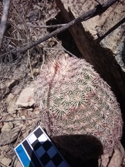 Echinocereus pectinatus rutowiorum