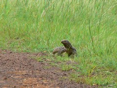 Varanus bengalensis
