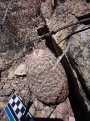 Echinocereus pectinatus rutowiorum