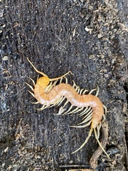 Scolopocryptops gracilis