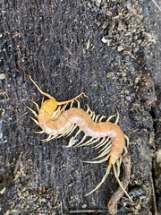 Scolopocryptops gracilis