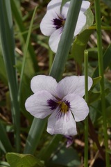 Viola cuneata