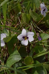 Viola cuneata