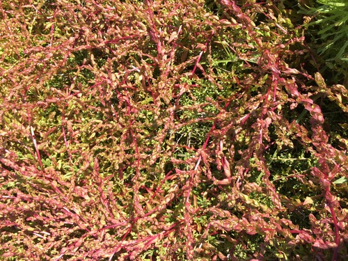 San Diego coastalcreeper (Aphanisma blitoides)