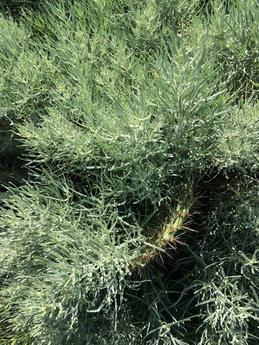 Artemisia nesiotica, photograph 4
