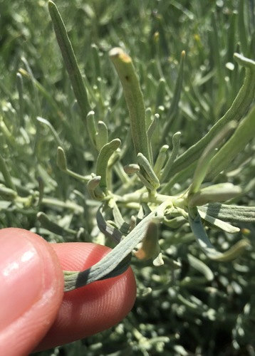 Artemisia nesiotica, photograph 5