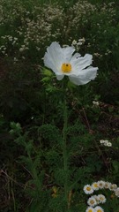 Argemone albiflora texana
