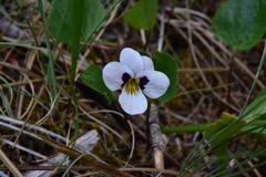 Viola cuneata