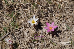 Zephyranthes brevipes