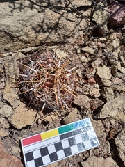 Thelocactus bicolor