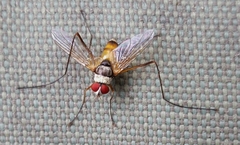 Cholomyia inaequipes