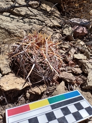 Thelocactus bicolor