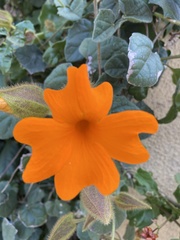 Magnoliopsida