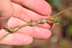 Neolasioptera nodulosa