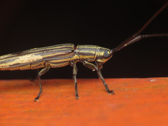 Hippopsis