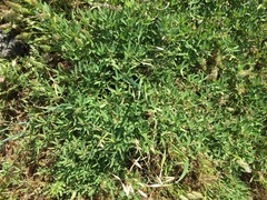 Trifolium palmeri