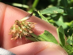 Trifolium palmeri