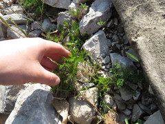 Matricaria discoidea