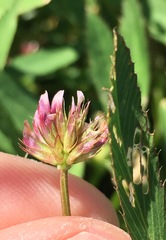Trifolium palmeri