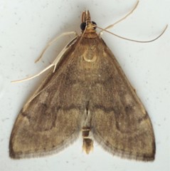 Anania mysippusalis